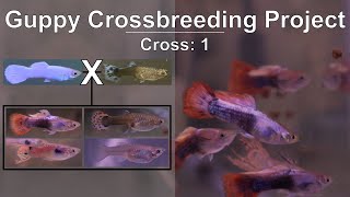 Platinum White Guppy Crossbreeding & Outcrossing: Documenting/Logging Color Genetics in Fishkeeping