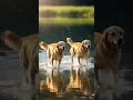 I created a video like two dogs running on the water