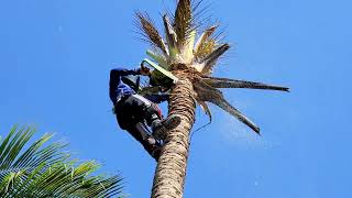 Độc Đáo Cách Vua Khỉ Cưa Cây Dừa Mà Không Cưa Nguyên Cây. Sawing a coconut tree