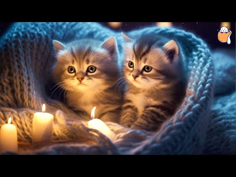 Часы расслабляющей музыки для кошек - успокаивающая музыка | Сонная кошка №2