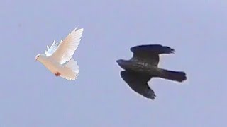 Ястреб тетеревятник гоняет племянника голубей. A goshawk chases pigeons.