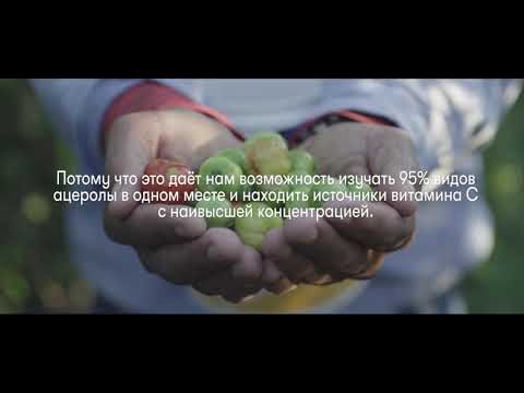 Фермы Nutrilite - вишня Ацерола - Фермы Nutrilite - вишня Ацерола