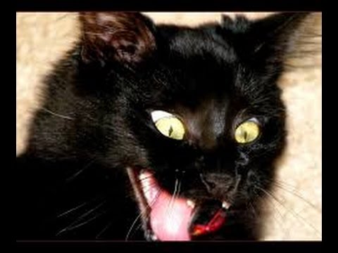 عصابة القط الاسود مش هتبطل ضحك Funny Black Cat Youtube