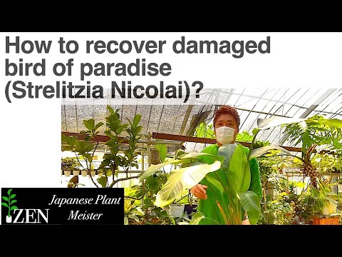 Video: Treating Diseases On Bird Of Paradise: What To Do With Ailing Bird Of Paradise Plants