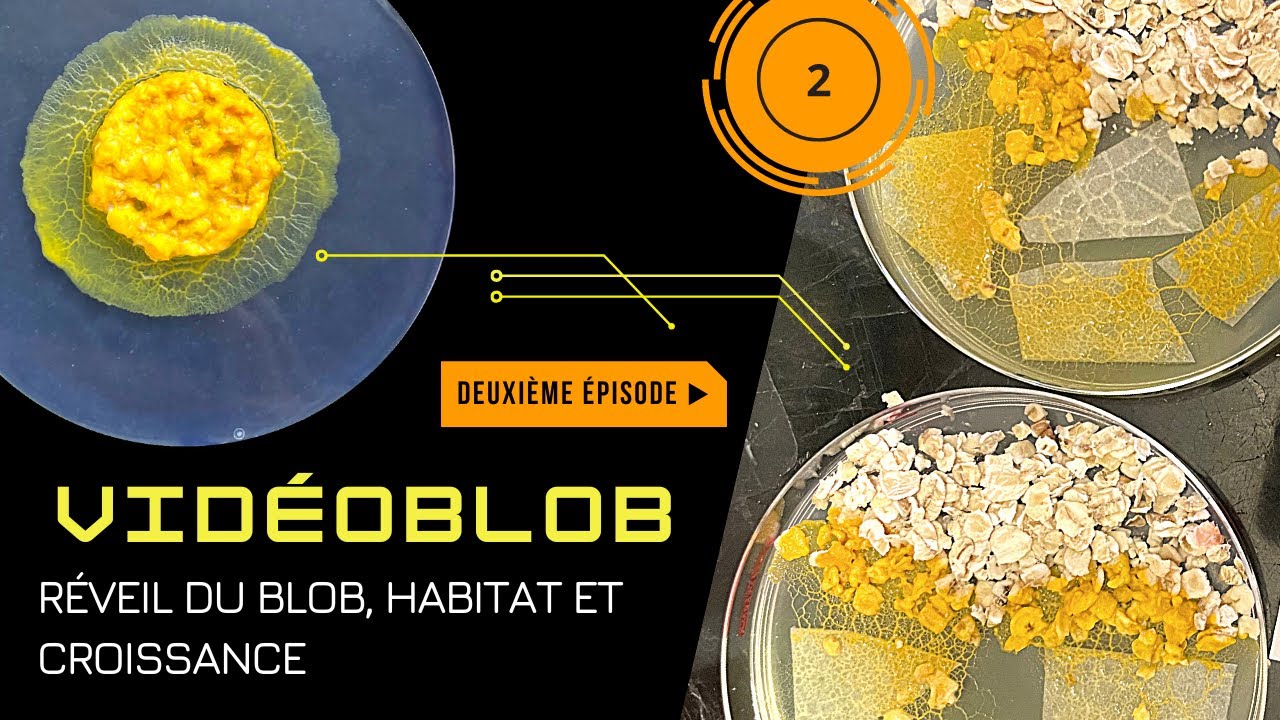 VIDÉOBLOB] EP 2 _ Réveil du blob, habitat et croissance 