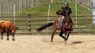 Horse Is TERRIFIED Of Cows!