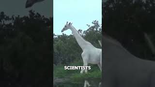 Albino Giraffe