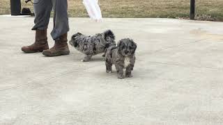 Mixed Puppies Sale in Navarre, OH