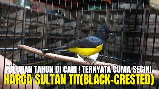 PULUHAN TAHUN CARI BURUNG IMPORT YELLOW TIT JAMBUL HITAM GAK DAPET ! PAS NEMU CUMA SEGINI HARGANYA