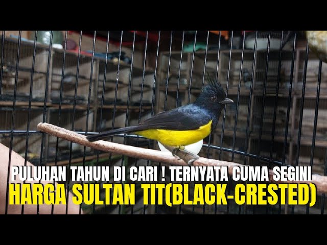 PULUHAN TAHUN CARI BURUNG IMPORT YELLOW TIT JAMBUL HITAM GAK DAPET ! PAS NEMU CUMA SEGINI HARGANYA class=