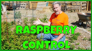 How to Control & Propagate Raspberries