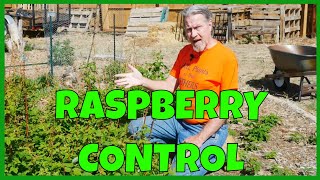 How to Control & Propagate Raspberries