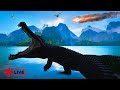 Crocodile Duo Hunting Big Game - Live Petits Pieds