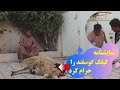 نمایشنامه جدید گیلک گوسفند را حرام کرد نمایشنامه جدید گیلک گوسفند را حرام کرد