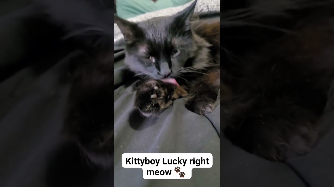 Lucky's licorice toe beans 🐾  #blackcat #toebeans ❤️