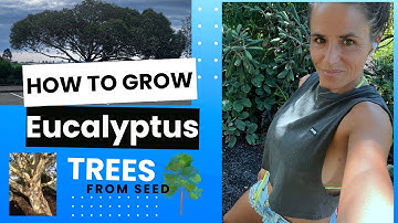 Growing Eucalyptus from seed