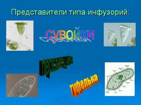 Тип инфузории Происхождение простейших AVI