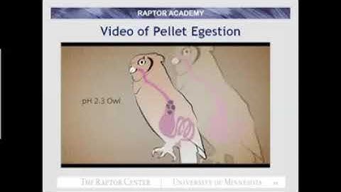 Great horned owl pellet formation and egestion