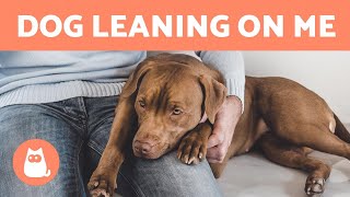 Why Is My DOG LEANING on Me? ‍♀ (4 Reasons)