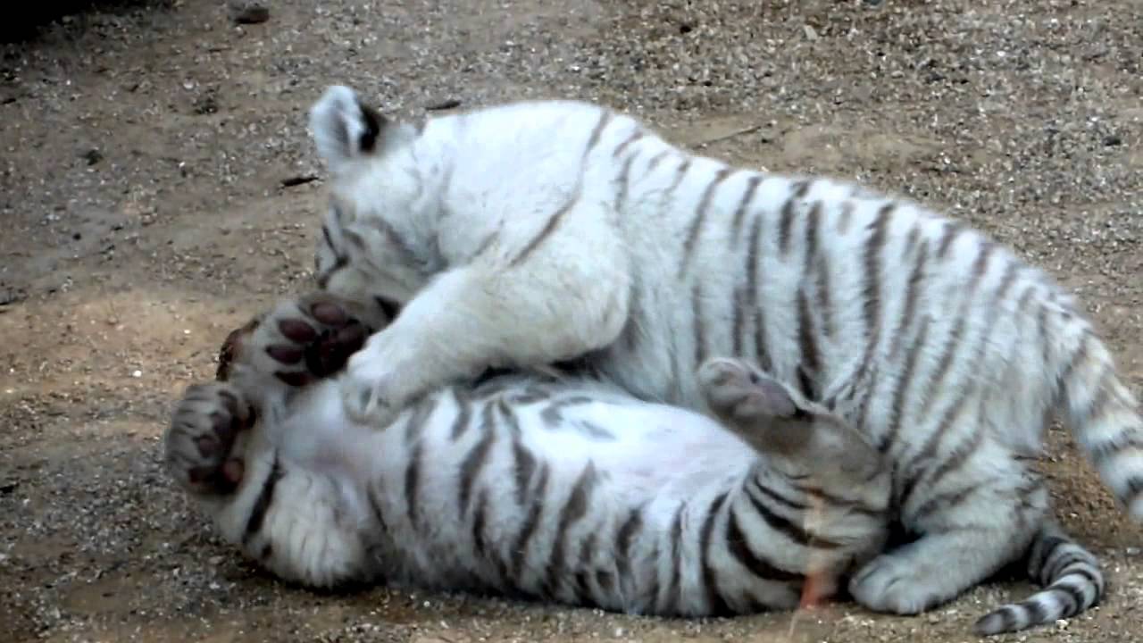 真っ白でもふもふ 超かわいいホワイトタイガーの赤ちゃん達の動画５選 15年3月26日 Biglobeニュース