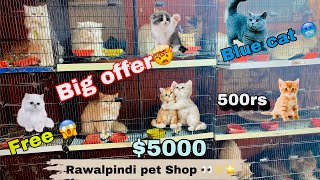 Rawalpindi Pet Shop 😍| Imported punch face cats low price cats for-sale🔥
