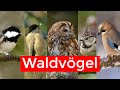 10 Waldvögel und ihr Gesang | Vogelstimmen lernen