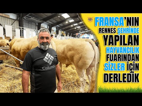 BLONDE D’AQUİTAİNE FRANSIZ IRKI