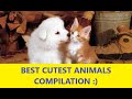 Very fanny cats and dogs best videos! ANIMALS COMPILATION VIDEOS. DOGS, CATS, AND MORE :)