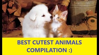 Very fanny cats and dogs best videos! ANIMALS COMPILATION VIDEOS. DOGS, CATS, AND MORE :) by Relaxing Videos for Cats, Dogs, and People. 737 views 1 year ago 16 minutes