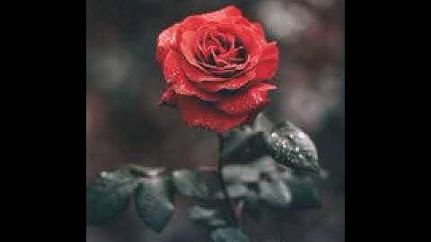 سورة الرعد • رزكار محمد الكردي | Rzgar Mohammad Al Kurdi • Surah Al Ra'd