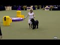 2025 Best In Show Full Event Westminster Kennel Club 2025 Best In Show Full Event Westminster Kennel Club