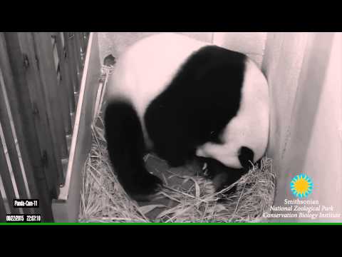 Mei Xiang Giving Birth to Second Cub Aug. 22 at 10:07 p.m.