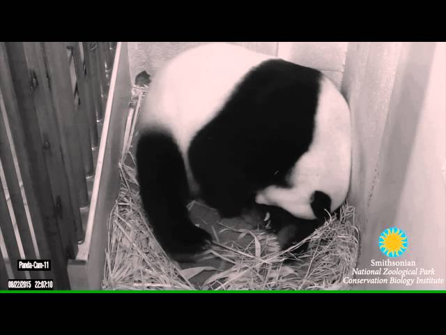 Mei Xiang Giving Birth to Second Cub Aug. 22 at 10:07 p.m. class=