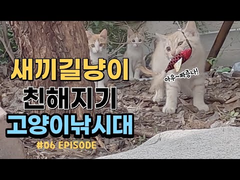 다이소 고양이 낚싯대로 길고양이 새끼들과 친해지기