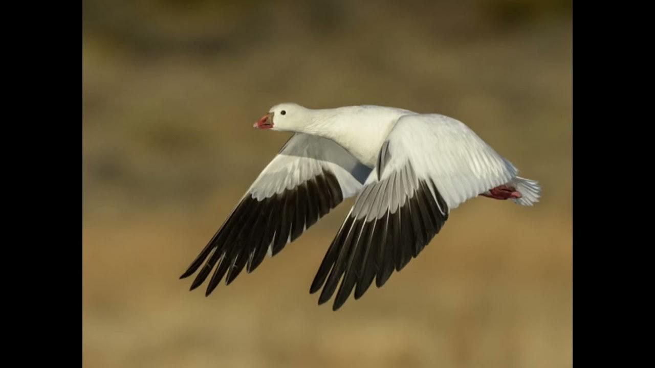 Ross’s Goose Call YouTube