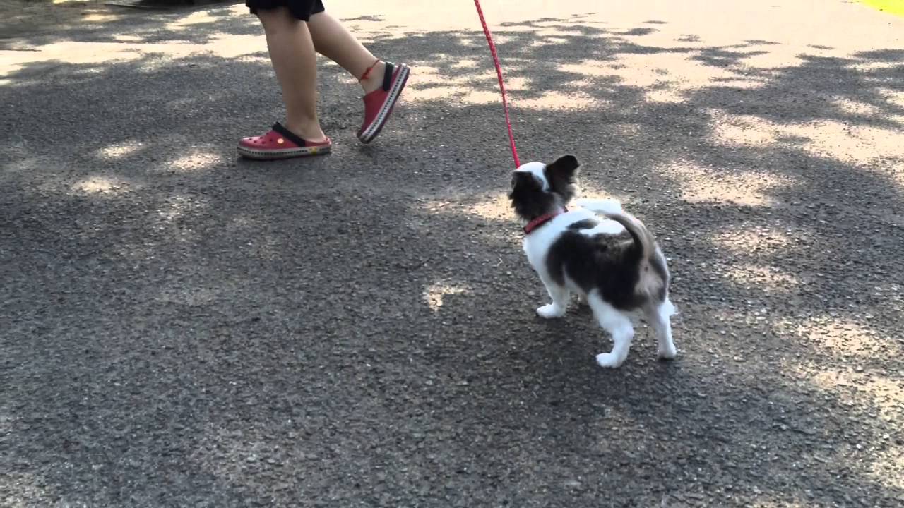 チワワ子犬 お散歩デビュー ぱんだくん YouTube