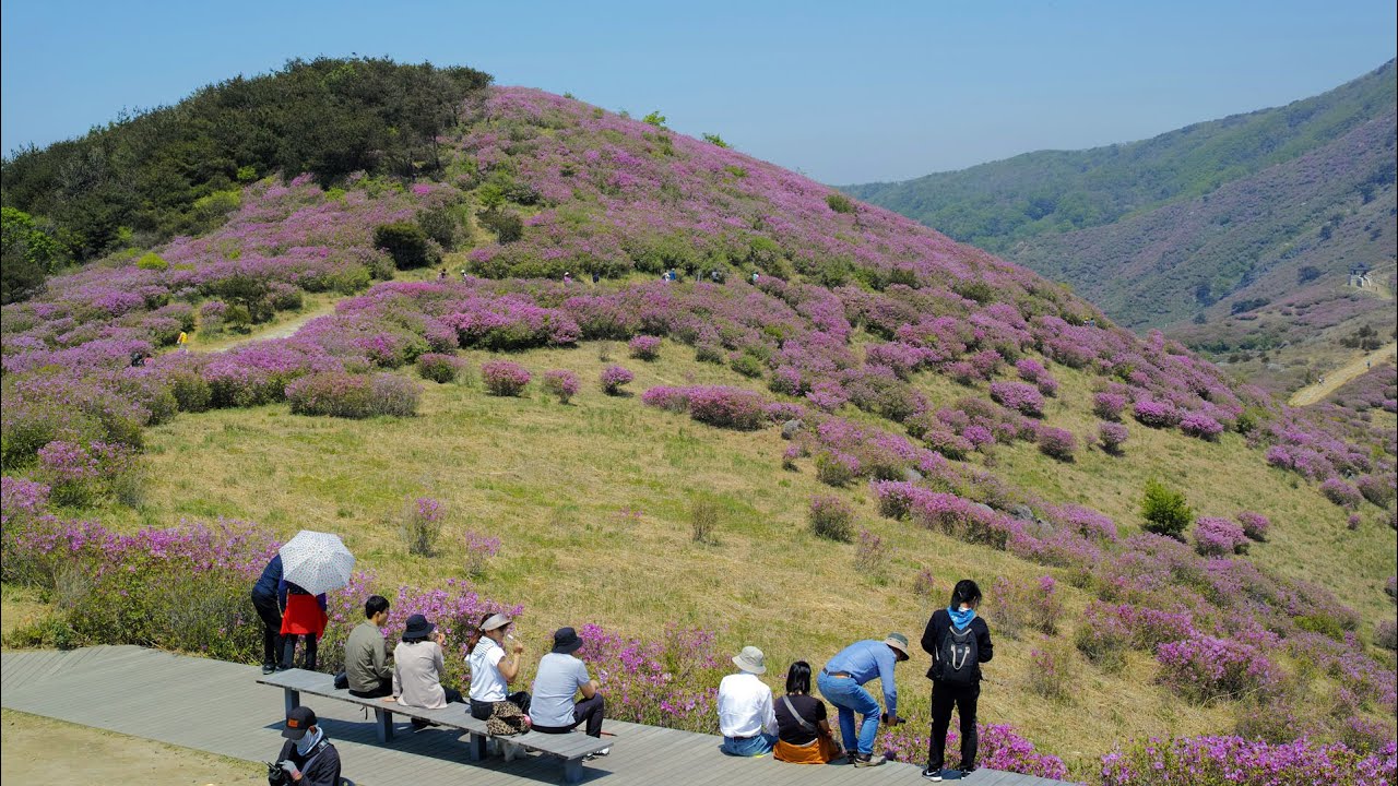 황매산 철쭉 구경하러 많은 관광객들이 찾았습니다.