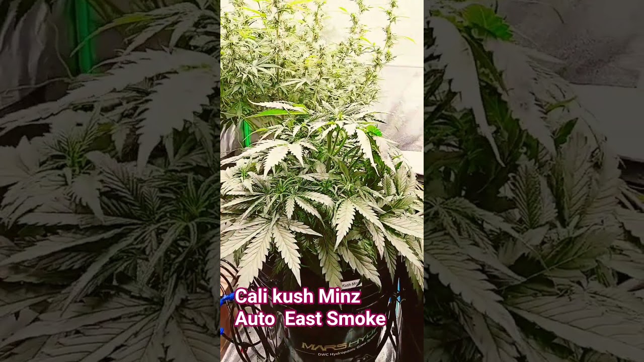 Cali kush Minz Auto von East Smoke