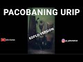Pacobaning urip cover by qifor duttak
