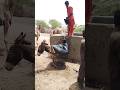 طفل صغير يسكب الماء على الحمار في القرية طفل صغير يسكب الماء على الحمار في القرية