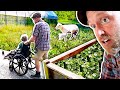 Gardening with Sheep | Planting Cover Crop + Jonah’s Pain-Free