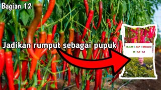 Jadikan rumput sebagai pupuk, #Jadam 12