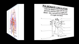 A Quick Review: Pulmonary Circulation