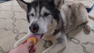 Old Husky Gets Left At Home But I Made It Up To Him by Sherpa 37,965 views 13 days ago 4 minutes, 9 seconds