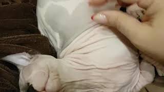 Кот спит, и пусть весь мир подождет. Кот спит, и пусть весь мир подождет.