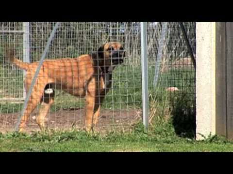 The Ark Animal Rescue Centre, North Somercotes