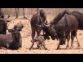 Wildebeest birth in Kgalagadi