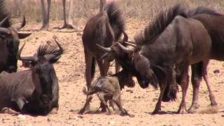 Wildebeest birth in Kgalagadi