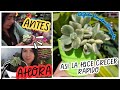 Garrita de Oso Variegada REPRODUCCIÓN Y CUIDADOS // ASI LA HICE CRECER RAPIDO / Cotyledon  Variegata