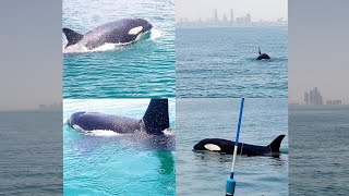 الحوت القاتل في أبوظبي الإمارات Orca killer whale Abu Dhabi  UAE